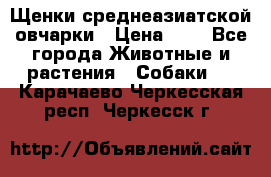 Щенки среднеазиатской овчарки › Цена ­ 1 - Все города Животные и растения » Собаки   . Карачаево-Черкесская респ.,Черкесск г.
